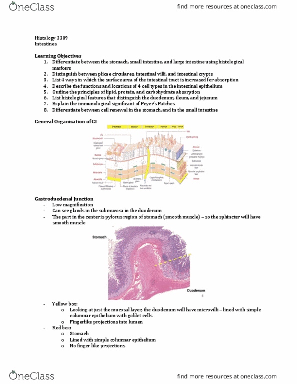 Anatomy and Cell Biology 3309 Lecture Notes - Lecture 18: Simple Columnar Epithelium, Intestinal Villus, Lamina Propria thumbnail