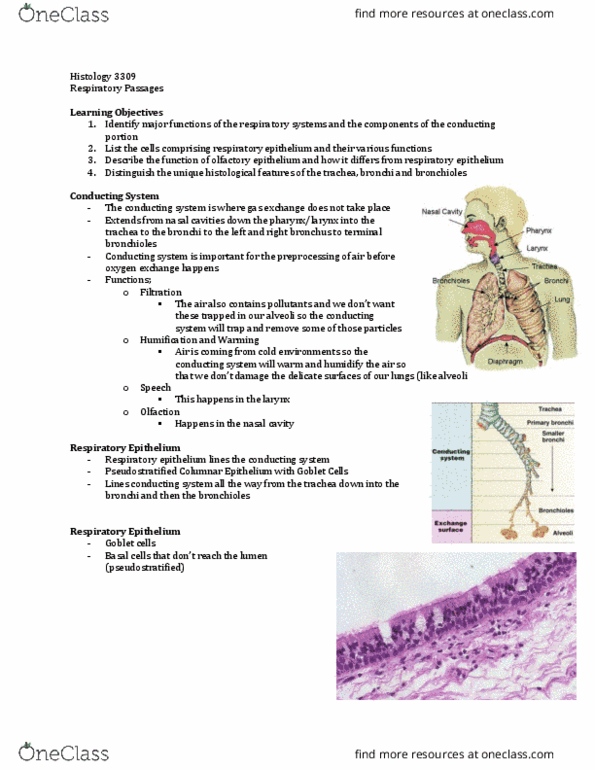 Anatomy and Cell Biology 3309 Lecture Notes - Lecture 23: Pseudostratified Columnar Epithelium, Respiratory Epithelium, Cilium thumbnail