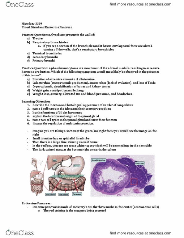 Anatomy and Cell Biology 3309 Lecture Notes - Lecture 26: Pineal Gland, Bronchiole, Pancreatic Islets thumbnail