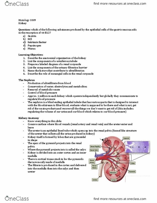 Anatomy and Cell Biology 3309 Lecture Notes - Lecture 21: Renal Corpuscle, Renal Pelvis, Renal Vein thumbnail
