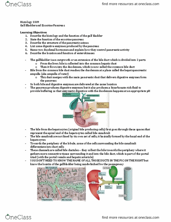Anatomy and Cell Biology 3309 Lecture Notes - Lecture 20: Common Bile Duct, Bile Canaliculus, Common Hepatic Duct thumbnail
