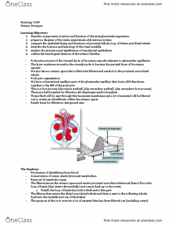 Anatomy and Cell Biology 3309 Lecture Notes - Lecture 22: Distal Convoluted Tubule, Renal Corpuscle, Proximal Tubule thumbnail