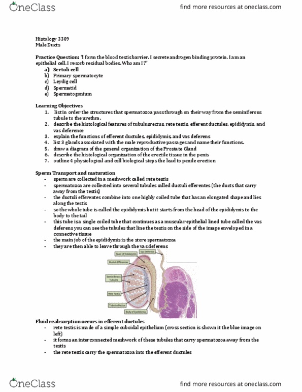 Anatomy and Cell Biology 3309 Lecture Notes - Lecture 29: Efferent Ducts, Rete Testis, Seminiferous Tubule thumbnail