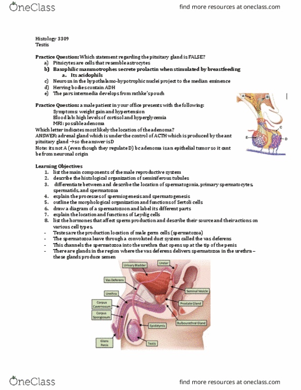 Anatomy and Cell Biology 3309 Lecture Notes - Lecture 28: Dense Irregular Connective Tissue, Seminiferous Tubule, Vas Deferens thumbnail