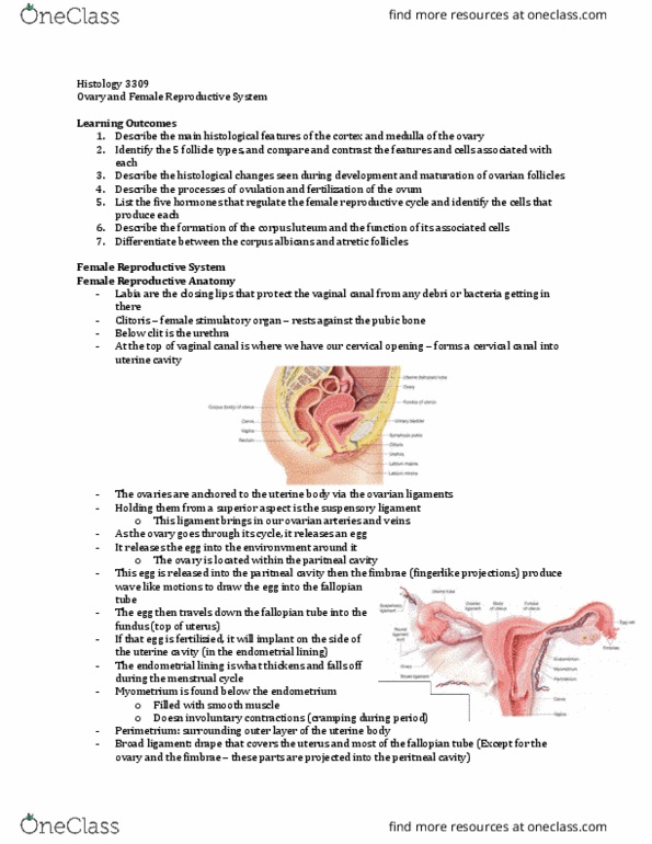 Anatomy and Cell Biology 3309 Lecture Notes - Lecture 30: Dense Irregular Connective Tissue, Ovarian Follicle, Folliculogenesis thumbnail