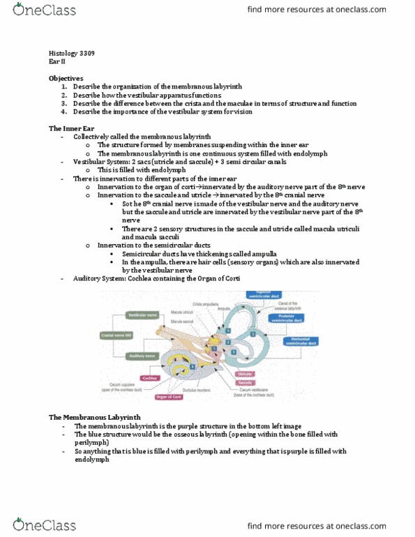 Anatomy and Cell Biology 3309 Lecture Notes - Lecture 36: Semicircular Canals, Membranous Labyrinth, Vestibular Nerve thumbnail