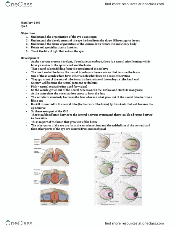 Anatomy and Cell Biology 3309 Lecture Notes - Lecture 33: Retinal Pigment Epithelium, Ciliary Body, Neural Tube thumbnail