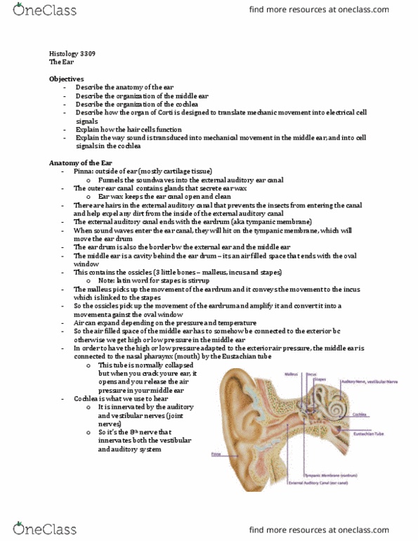 Anatomy and Cell Biology 3309 Lecture Notes - Lecture 35: Ear Canal, Oval Window, Earwax thumbnail