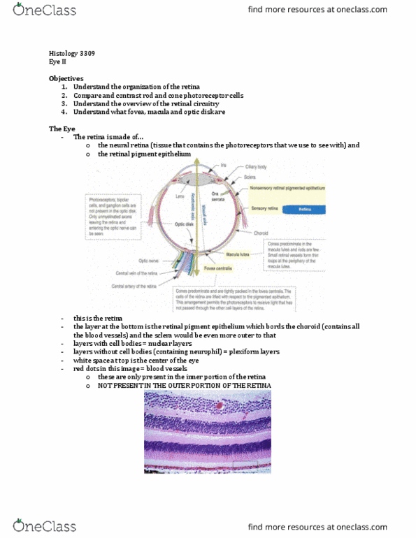 Anatomy and Cell Biology 3309 Lecture Notes - Lecture 34: Outer Plexiform Layer, Retinal Pigment Epithelium, Inner Plexiform Layer thumbnail