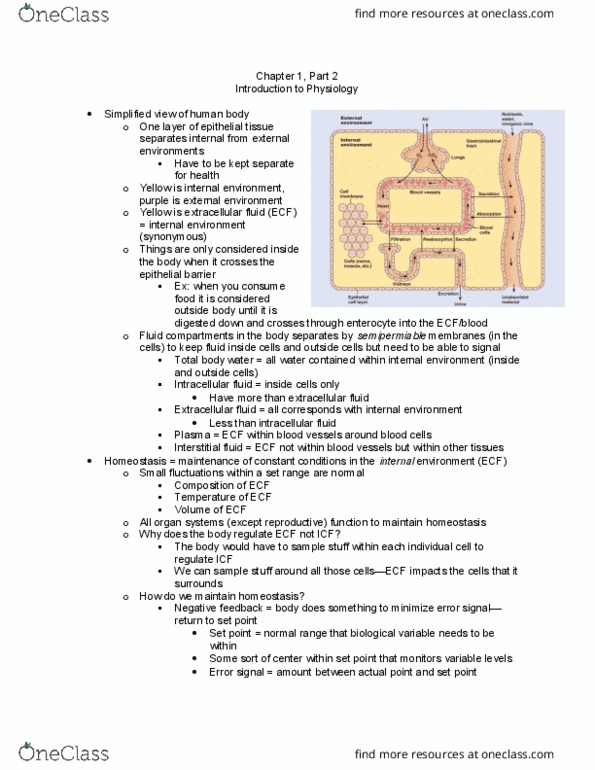 APK 2105C Lecture Notes - Lecture 2: Body Water, Extracellular Fluid, Fluid Compartments thumbnail