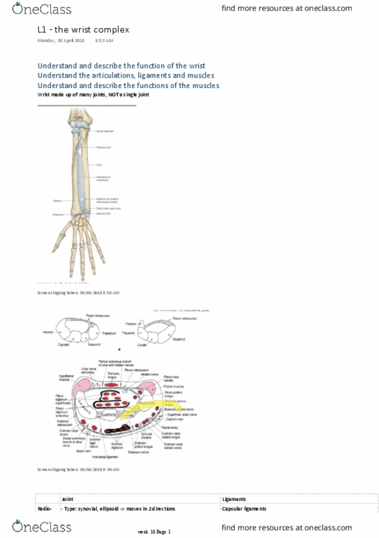 PS 1001:03 Lecture Notes - Lecture 19: Palmar Radiocarpal Ligament, Ulnar Styloid Process, Radial Styloid Process thumbnail