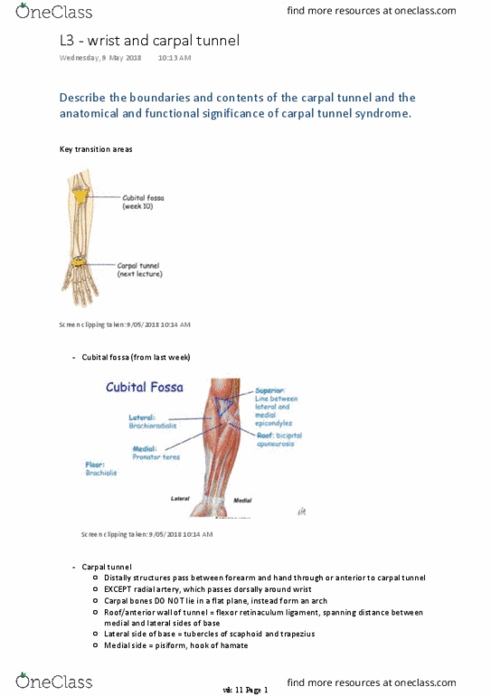 BM 1041:03 Lecture Notes - Lecture 26: Carpal Tunnel Syndrome, Carpal Tunnel, Cubital Fossa thumbnail
