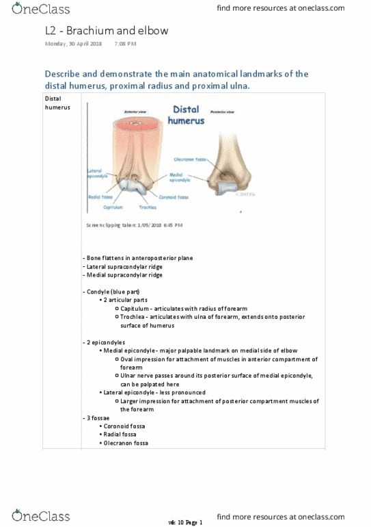 BM 1041:03 Lecture Notes - Lecture 23: Olecranon Fossa, Trochlear Notch, Coronoid Fossa Of The Humerus thumbnail