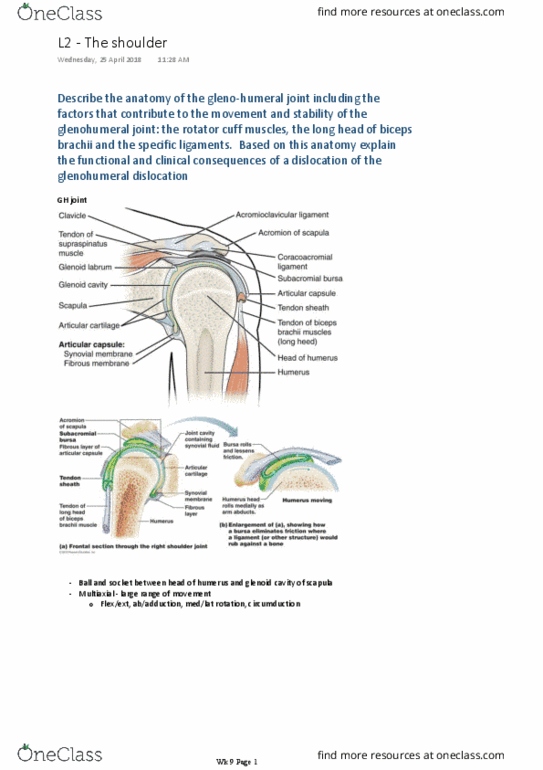 BM 1041:03 Lecture Notes - Lecture 20: Glenoid Labrum, Coracoacromial Ligament, Biceps thumbnail