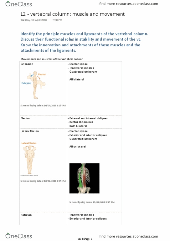 BM 1041:03 Lecture Notes - Lecture 17: Erector Spinae Muscles, Anterior Ramus Of Spinal Nerve, Quadratus Of Athens thumbnail