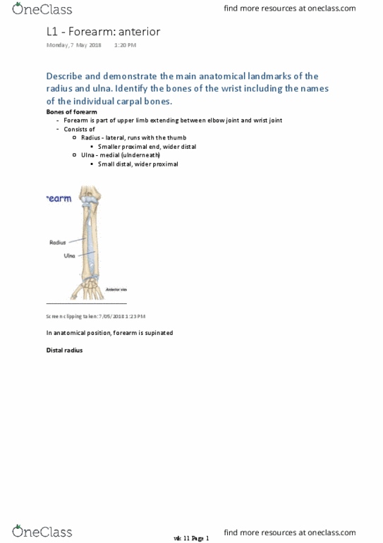 BM 1041:03 Lecture Notes - Lecture 24: Distal Radioulnar Articulation, Extensor Pollicis Longus Muscle, Ulnar Styloid Process thumbnail