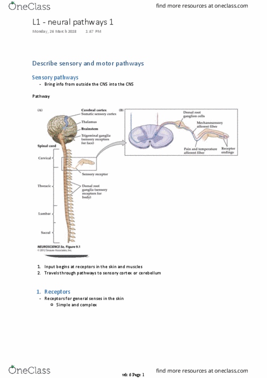 BM 1041:03 Lecture Notes - Lecture 11: Golgi Tendon Organ, Muscle Spindle, Sensory Cortex thumbnail
