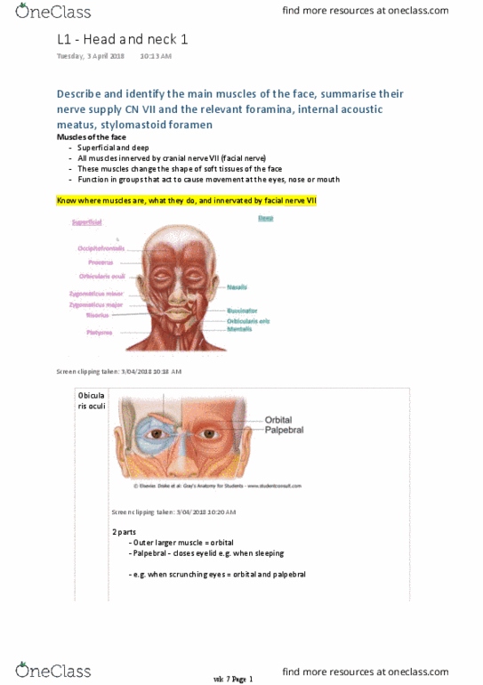 BM 1041:03 Lecture Notes - Lecture 13: Levator Anguli Oris, Internal Auditory Meatus, Stylomastoid Foramen thumbnail