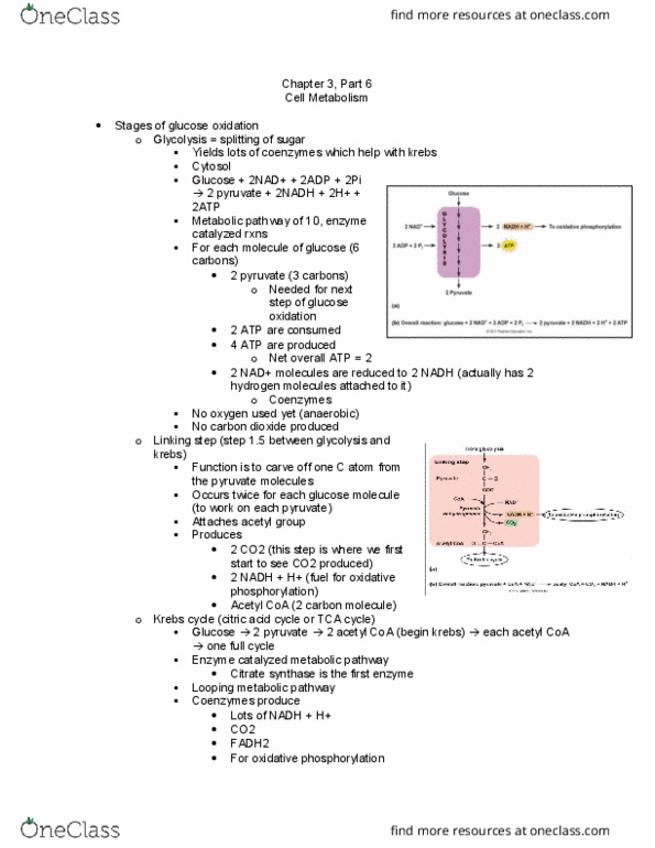 APK 2105C Lecture Notes - Lecture 13: Acetyl-Coa, Citrate Synthase, Oxidative Phosphorylation thumbnail