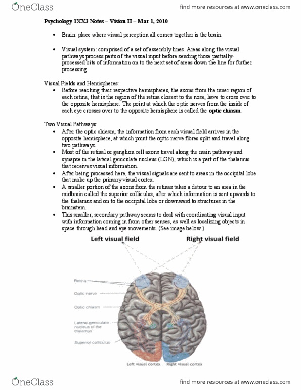 PSYCH 1NN3 Lecture Notes - Visual Cortex, Extrastriate Cortex, Occipital Lobe thumbnail