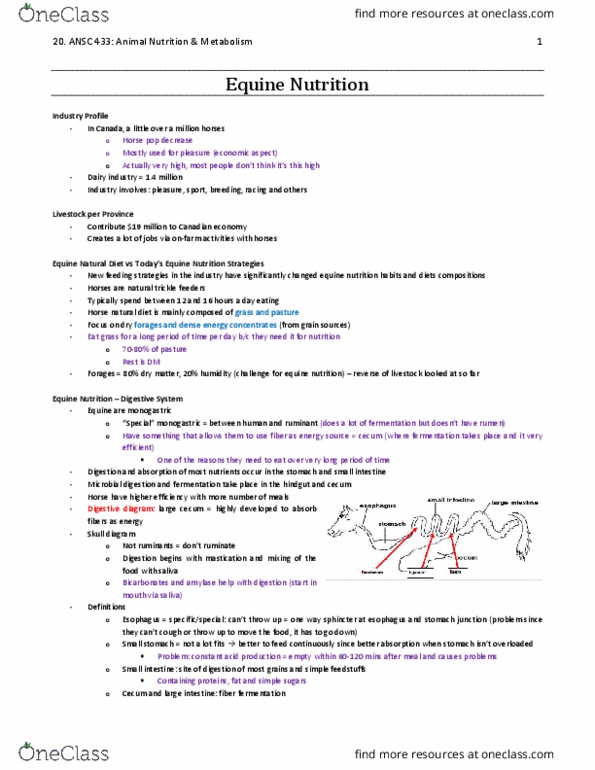 ANSC 433 Lecture Notes - Lecture 20: Equine Nutrition, Cecum, Lignin thumbnail