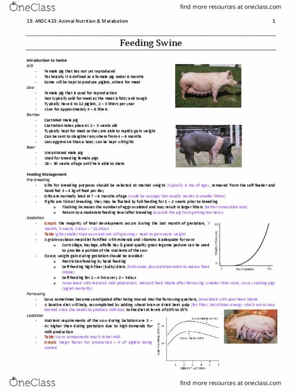 ANSC 433 Lecture Notes - Lecture 19: Gilt-Edged Securities, Beet Pulp, Weaning thumbnail
