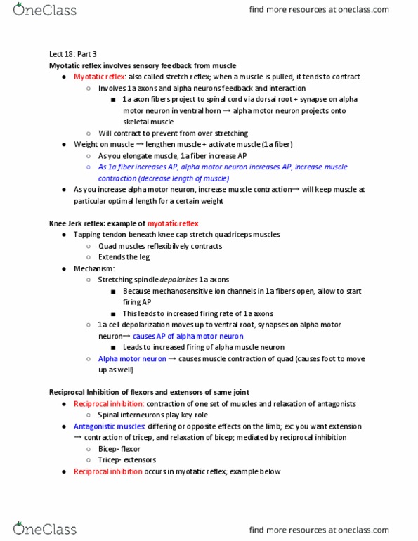 PSYCH 454 Lecture Notes - Lecture 18: Stretch Reflex, Alpha Motor Neuron, Reciprocal Inhibition thumbnail