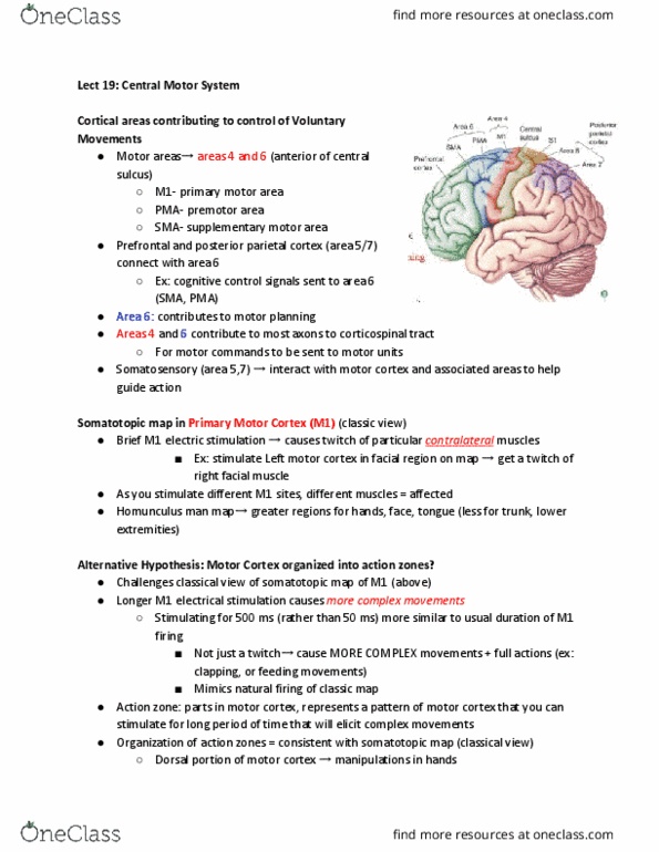 PSYCH 454 Lecture Notes - Lecture 19: Supplementary Motor Area, Somatotopic Arrangement, Posterior Parietal Cortex thumbnail