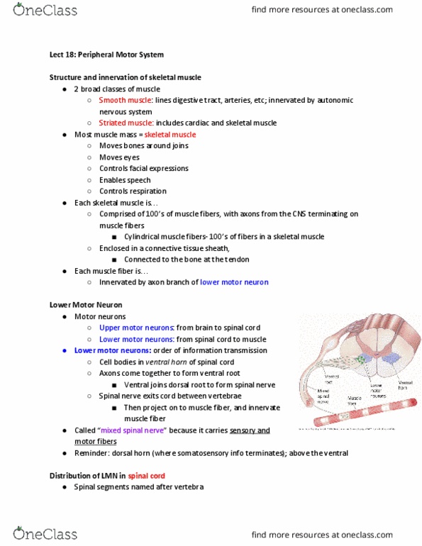 PSYCH 454 Lecture Notes - Lecture 18: Lower Motor Neuron, Anterior Grey Column, Posterior Grey Column thumbnail