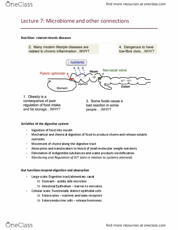 BIOL1008 Lecture Notes - Lecture 7: Ileocecal Valve, Enteric Nervous System, Small Intestine thumbnail