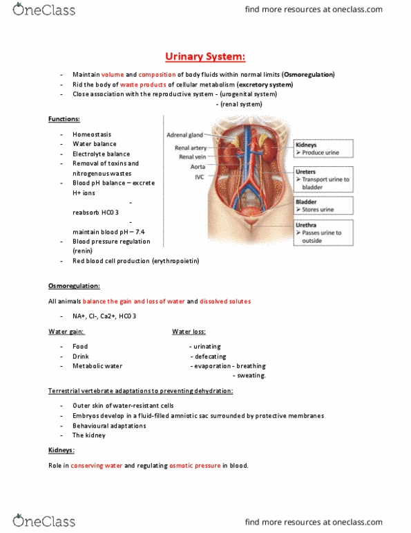 ANHB1102 Lecture Notes - Lecture 5: Amniotic Sac, Red Blood Cell, Genitourinary System thumbnail