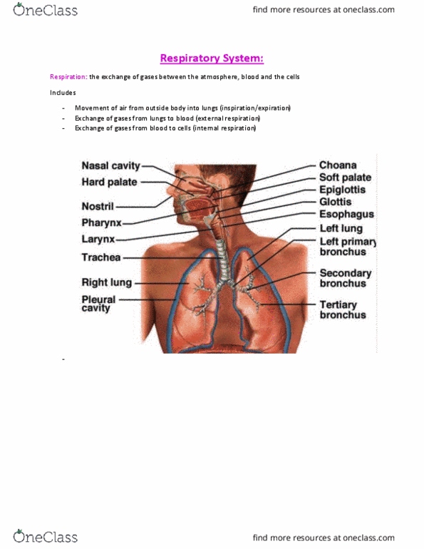 ANHB1102 Lecture Notes - Lecture 3: Nasal Septum, Hypoventilation, Bronchus thumbnail