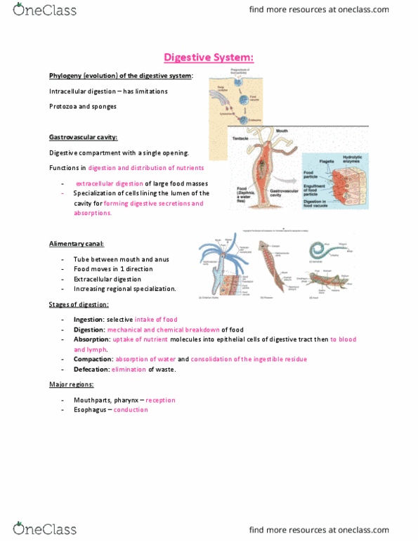 ANHB1102 Lecture Notes - Lecture 4: Gastrovascular Cavity, Gastrointestinal Tract, Digestion thumbnail