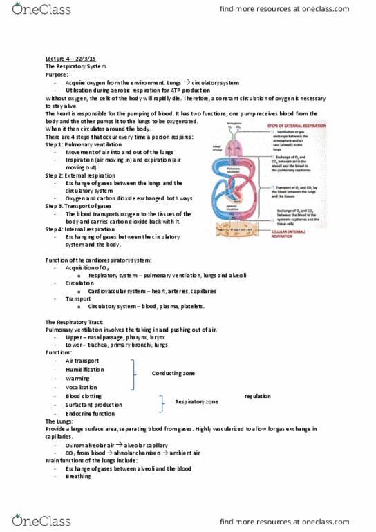 314151 Lecture Notes - Lecture 4: Respiratory System, Trachea, Partial Pressure thumbnail
