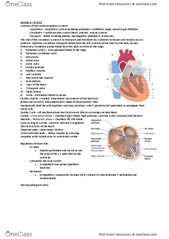 314151 Lecture Notes - Lecture 5: Mitral Valve, Interventricular Septum, Breathing thumbnail