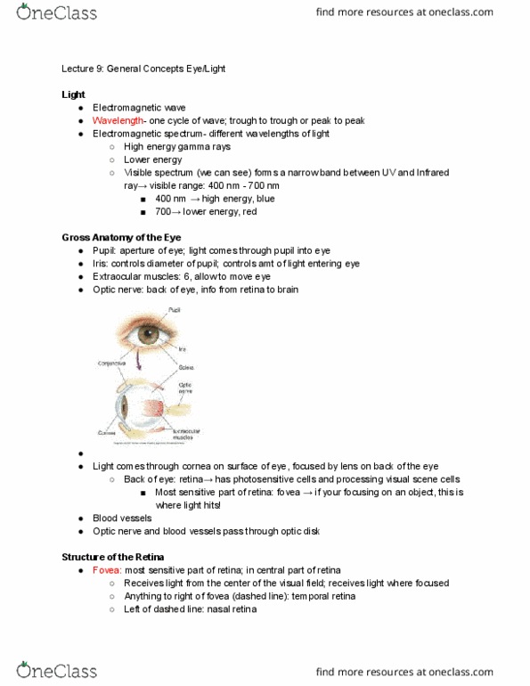 PSYCH 454 Lecture Notes - Lecture 9: Electromagnetic Spectrum, Extraocular Muscles, Electromagnetic Radiation thumbnail