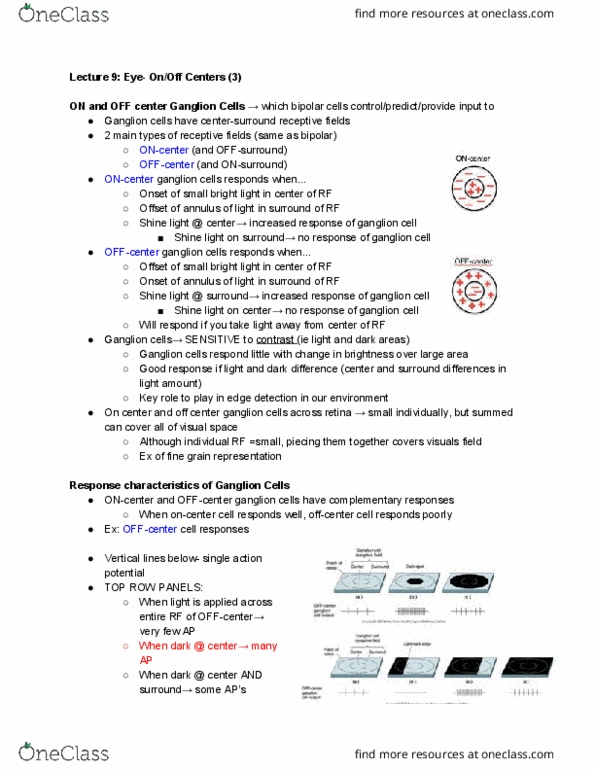 PSYCH 454 Lecture Notes - Lecture 9: Ganglion Cell, Edge Detection, Ganglion thumbnail