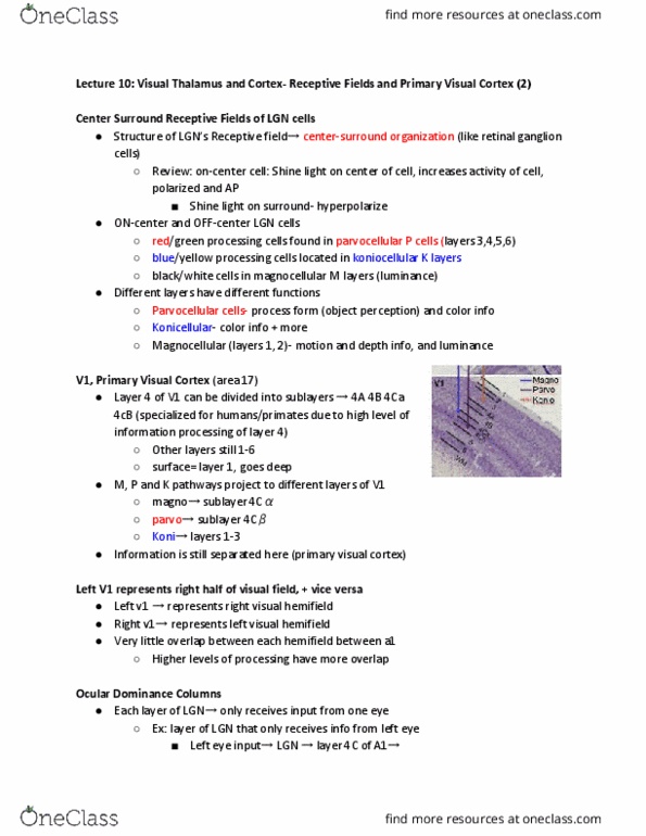 PSYCH 454 Lecture Notes - Lecture 10: Visual Cortex, Ocular Dominance Column, Retinal Ganglion Cell thumbnail