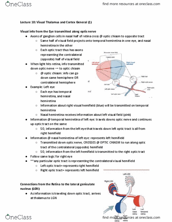 PSYCH 454 Lecture Notes - Lecture 10: Optic Chiasm, Lateral Geniculate Nucleus, Retina thumbnail