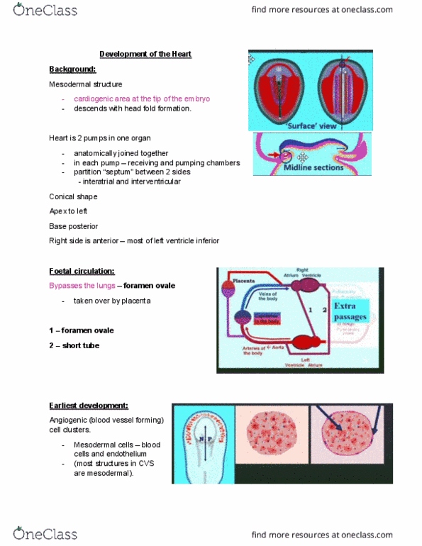 ANHB2212 Lecture Notes - Lecture 11: Truncus Arteriosus, Sinus Venosus, Interatrial Septum thumbnail