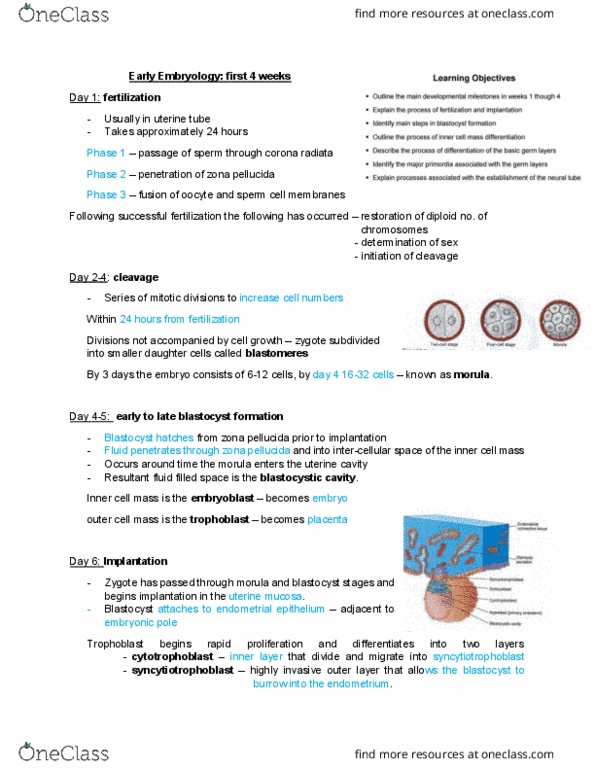 ANHB2212 Lecture Notes - Lecture 2: Zona Pellucida, Amniotic Sac, Fallopian Tube thumbnail