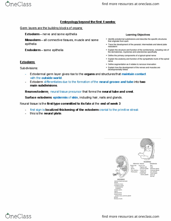 ANHB2212 Lecture Notes - Lecture 3: Stratum Granulosum, Stratum Spinosum, Stratum Corneum thumbnail