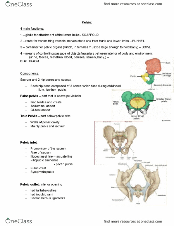 ANHB2212 Lecture Notes - Lecture 15: Iliopubic Eminence, Pelvic Brim, Pelvic Inlet thumbnail