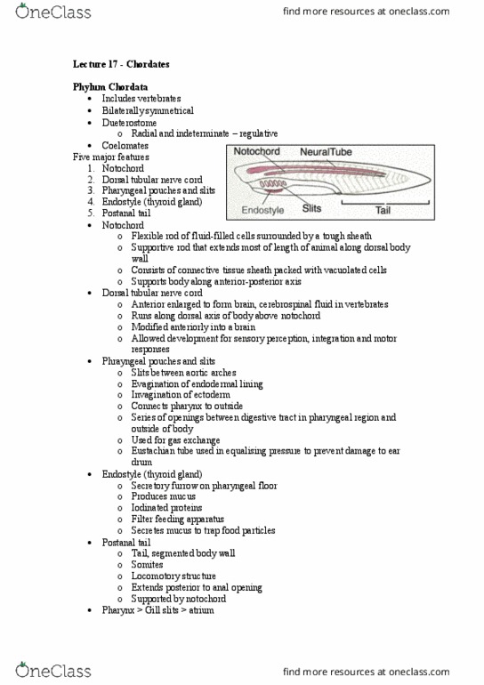 BIO2231 Lecture Notes - Lecture 17: Dorsal Nerve Cord, Eustachian Tube, Aortic Arches thumbnail