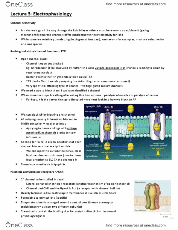 CJH332H1 Lecture Notes - Lecture 3: Nicotinic Acetylcholine Receptor, Respiratory Failure, Ion Channel thumbnail