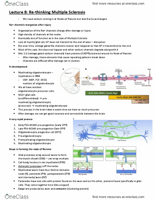 CJH332H1 Lecture Notes - Lecture 8: Myelin, Progenitor Cell, Neuroglia thumbnail