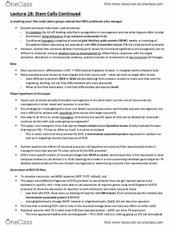 CJH332H1 Lecture Notes - Lecture 18: Glial Fibrillary Acidic Protein, Rostral Migratory Stream, Neurogenesis thumbnail