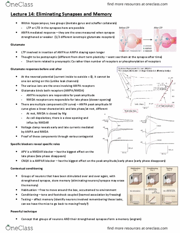 CJH332H1 Lecture Notes - Lecture 14: Dentate Gyrus, Voltage Clamp, Reversal Potential thumbnail