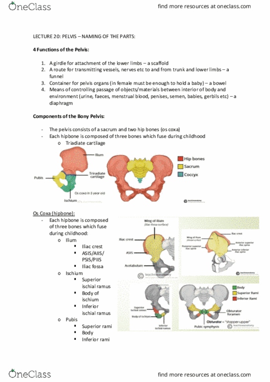 ANHB2212 Lecture 19: Pelvis Notes thumbnail
