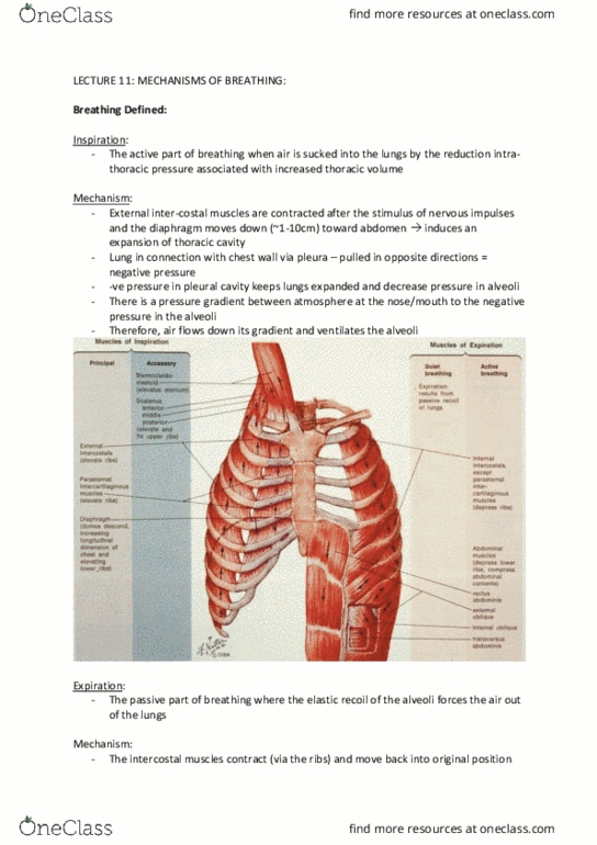 ANHB2212 Lecture 11: Thorax Notes thumbnail